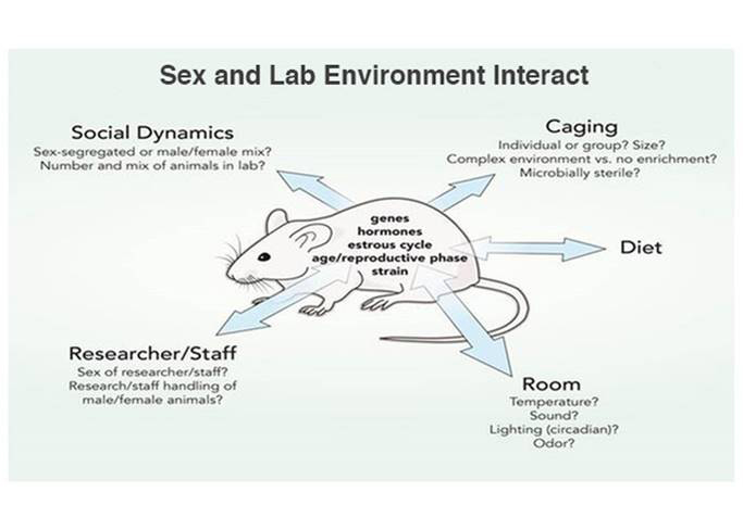 sex and lab environment interact in rats