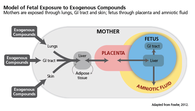 model of fetal exposure to exogenous compounds