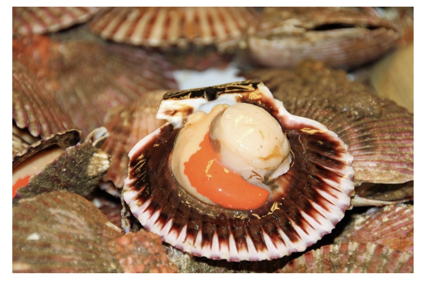 seashell with scallop orange