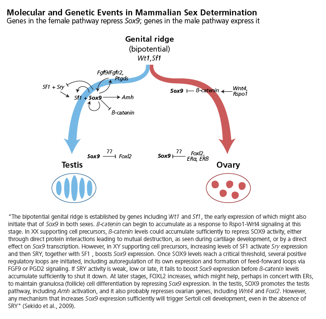 Molecular and Genetic Events in Mammalian Sex Determination