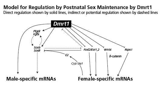 Model for Regulation by Postnatal Sex Maintenance by Dmrt1