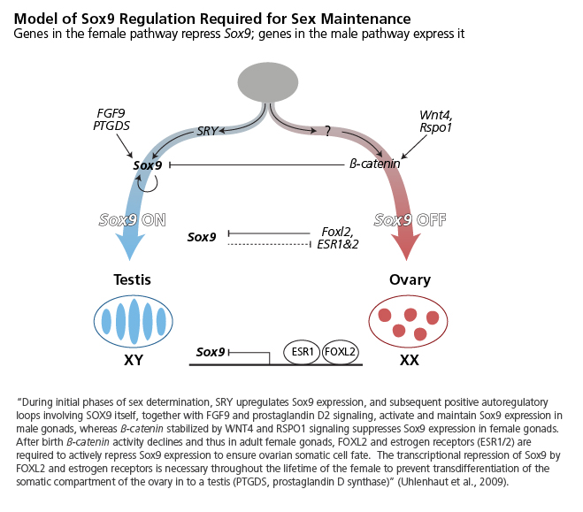 Model of Sox9 Regulation for Sex Maintenace