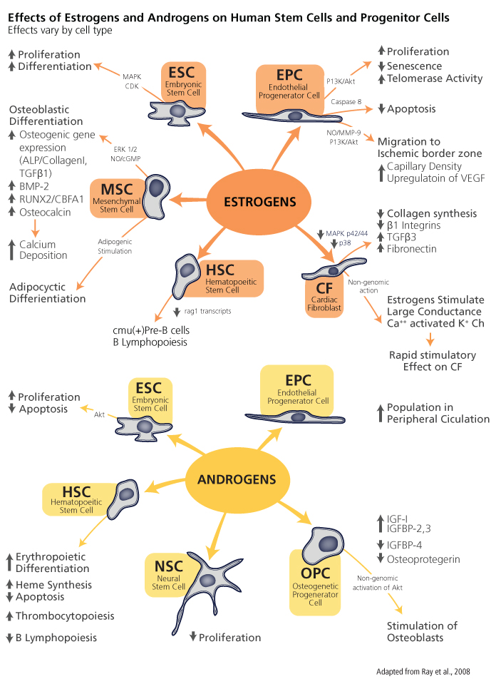 effects of estrogens and androgens on human stem cells and progenitor cells