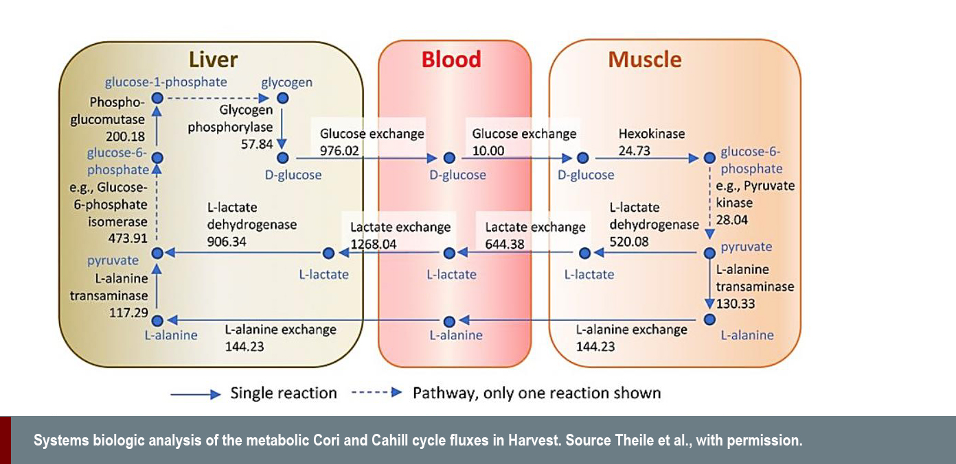 Systems biologic analysis of the metabolic Cori and Cahill cycle fluxes in Harvest. Source Theile et al with permission 